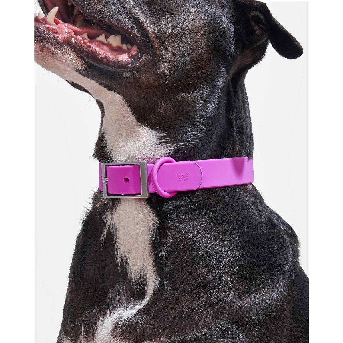 Dog Collar A528