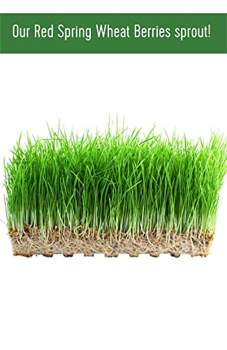 25 LBS Hard Red Spring Wheat Berries R15542