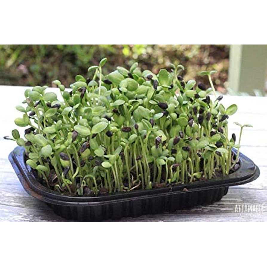 Certified Organic Black Oil Sunflower Seeds X427