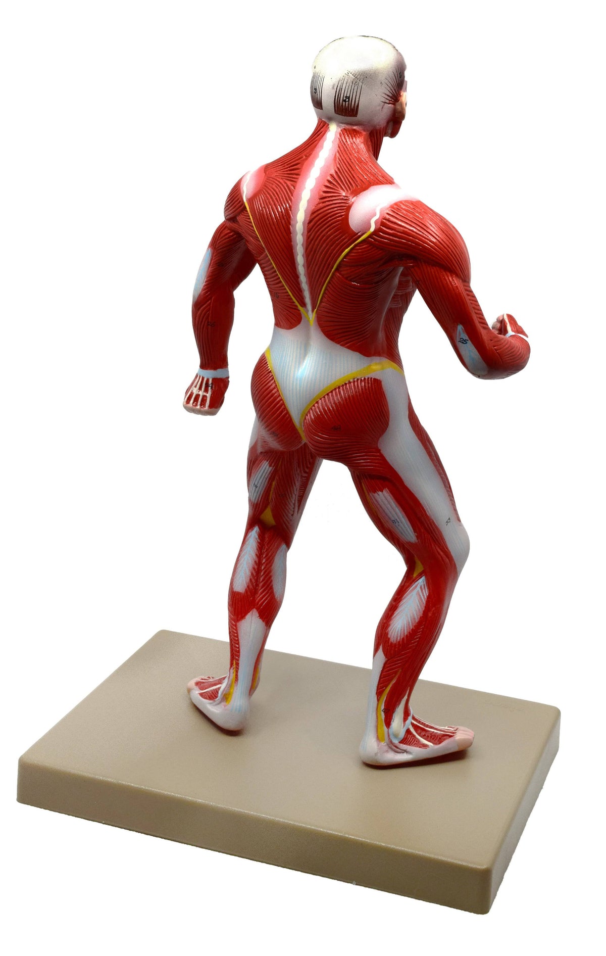 Human Muscular Body Anatomical Model, 1/4 Life size, Approx. 18x22 Tall K465