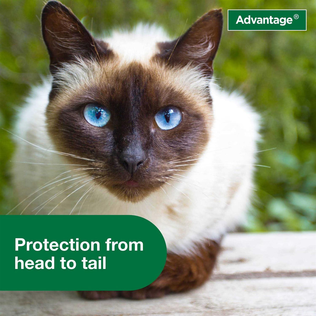 Flea Treatment Spray for Cats X29686