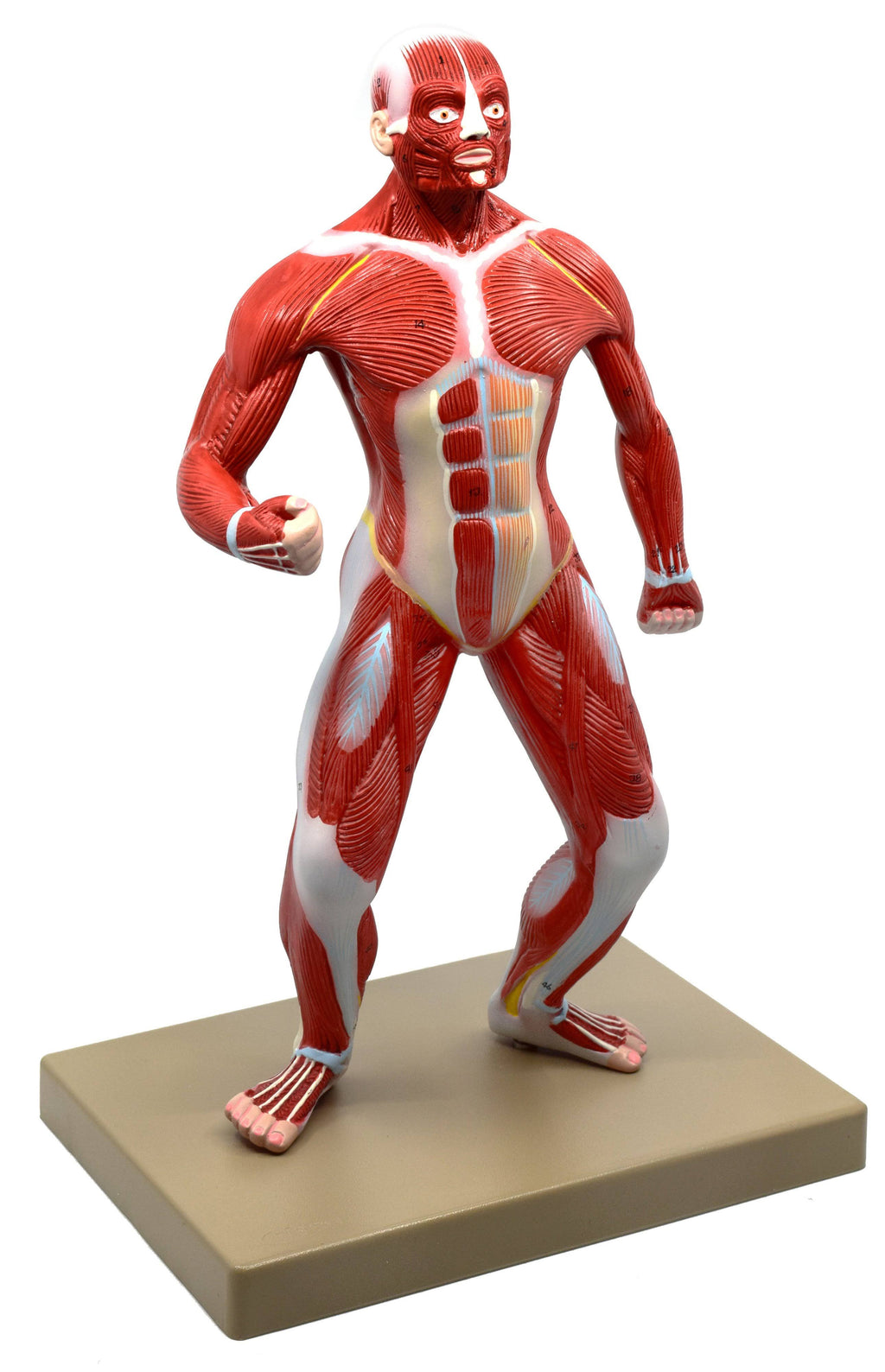 Human Muscular Body Anatomical Model, 1/4 Life size, Approx. 18x22 Tall K465