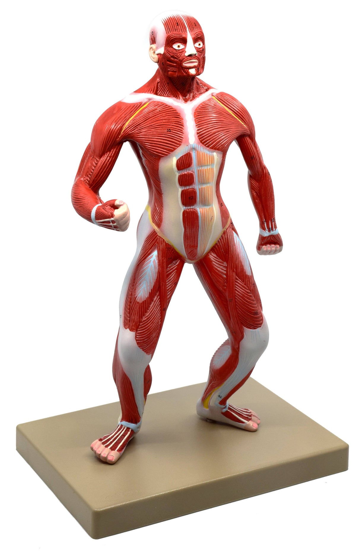 Human Muscular Body Anatomical Model, 1/4 Life size, Approx. 18x22 Tall K465