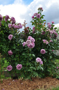 Climbing Rose Bush Bare Root Q43266