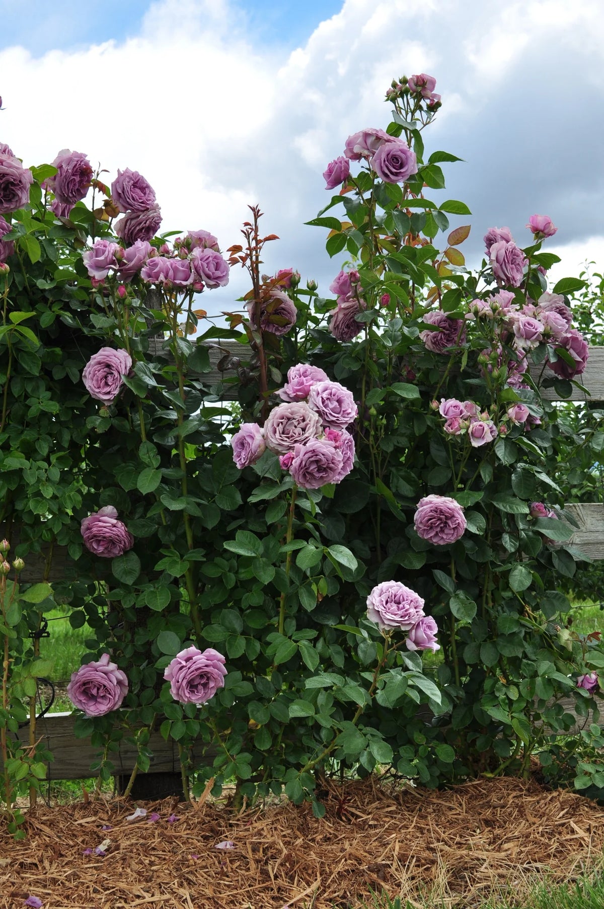 Climbing Rose Bush Bare Root Q43266