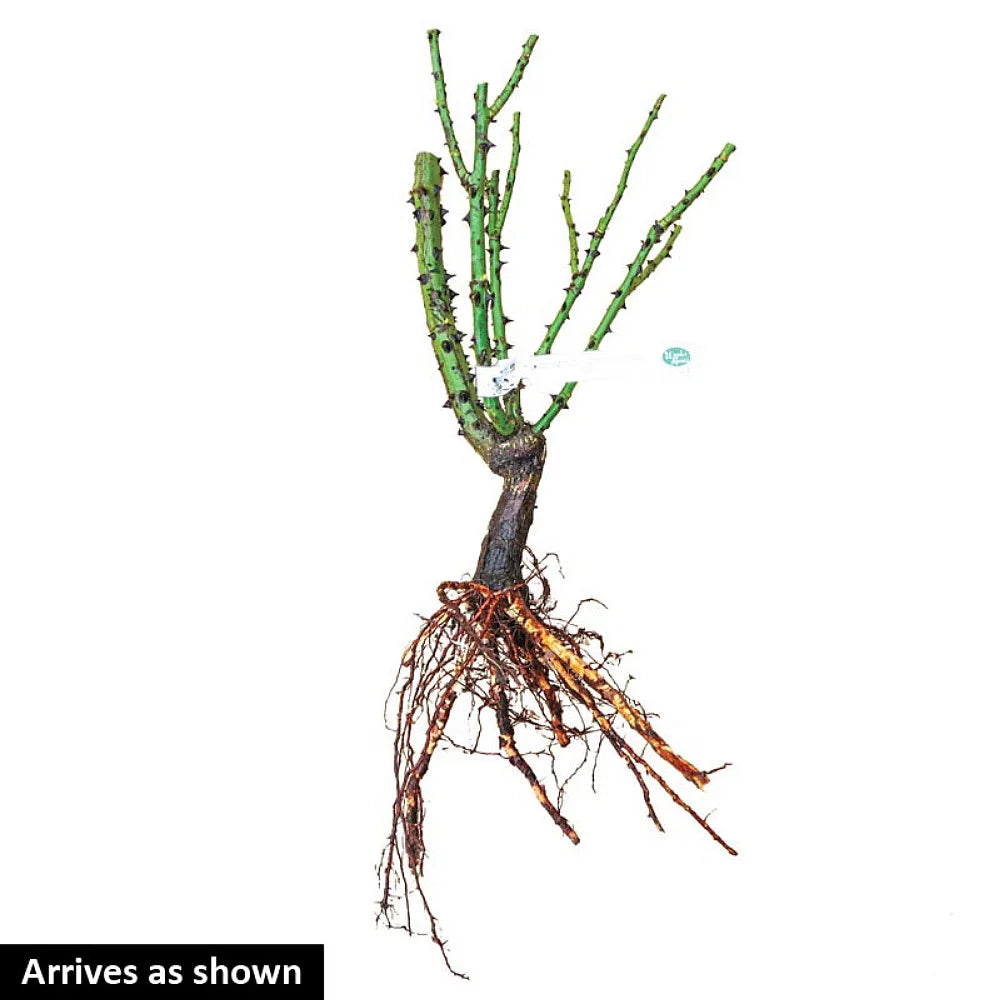 Climbing Rose Bush Bare Root Q43266