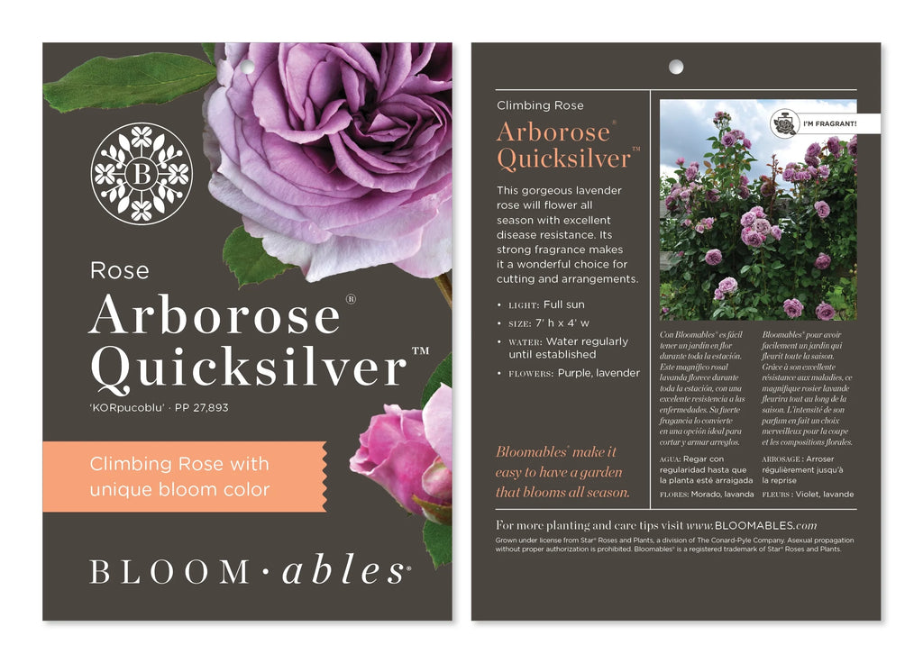 Climbing Rose Bush Bare Root Q43266