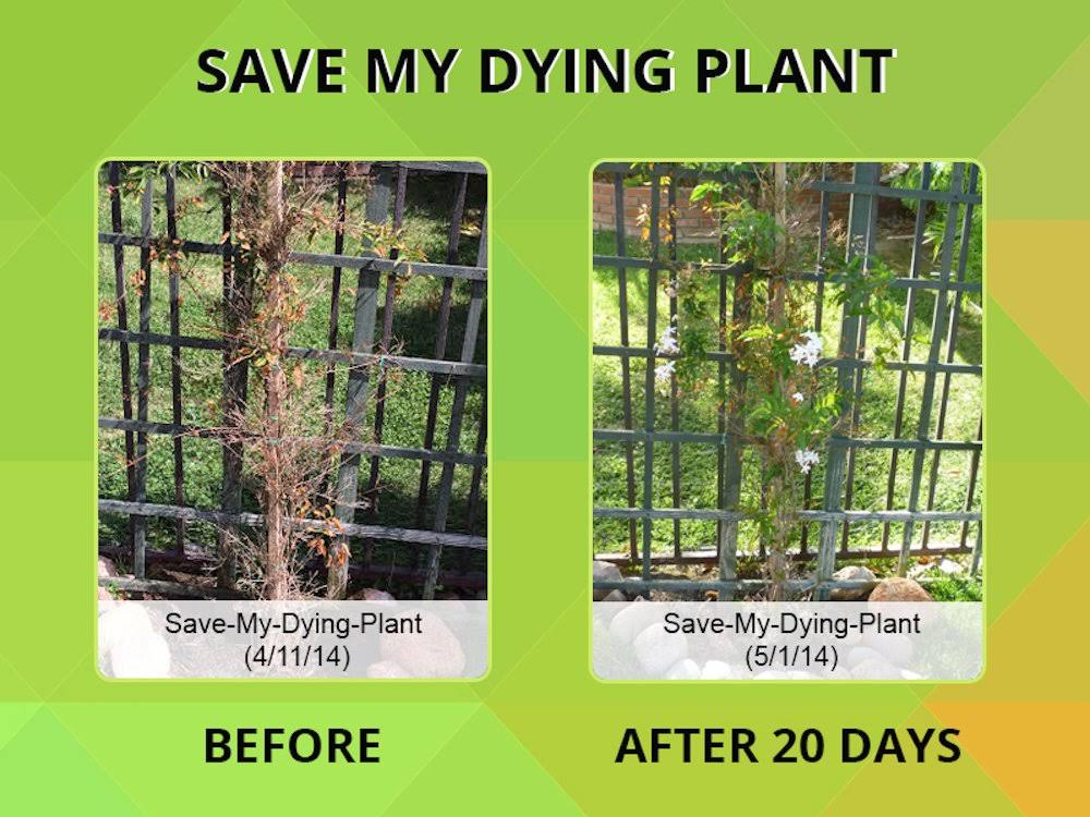 Plant Food for Plants and Trees C19847