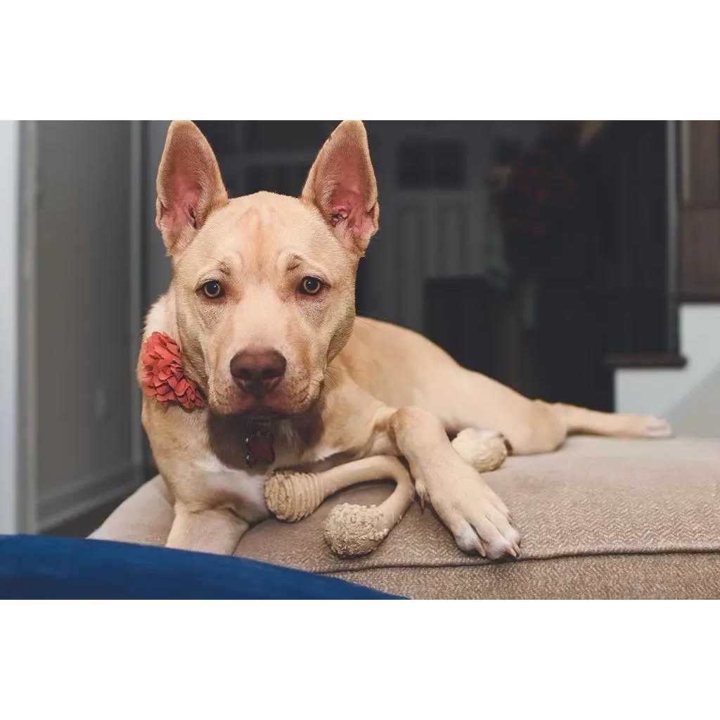 Tough Dog Chew Beef C8501