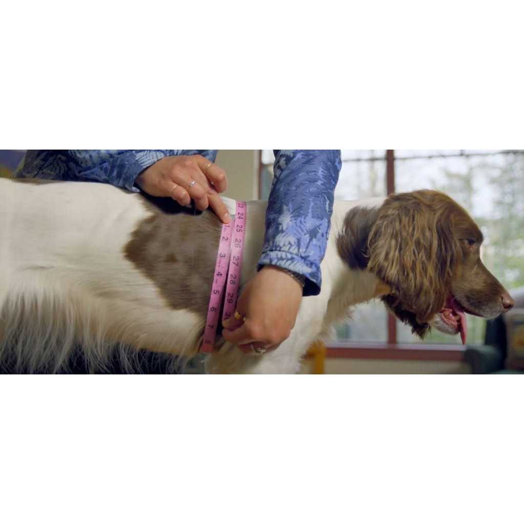 Dog Harness S72002