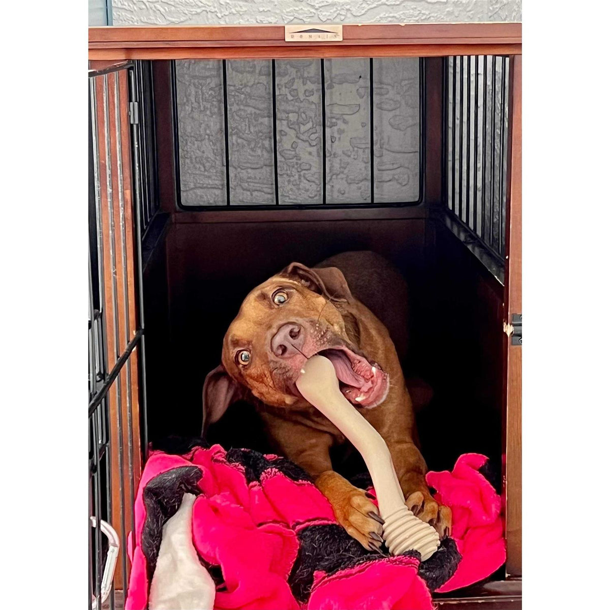 Tough Dog Chew Beef C8501