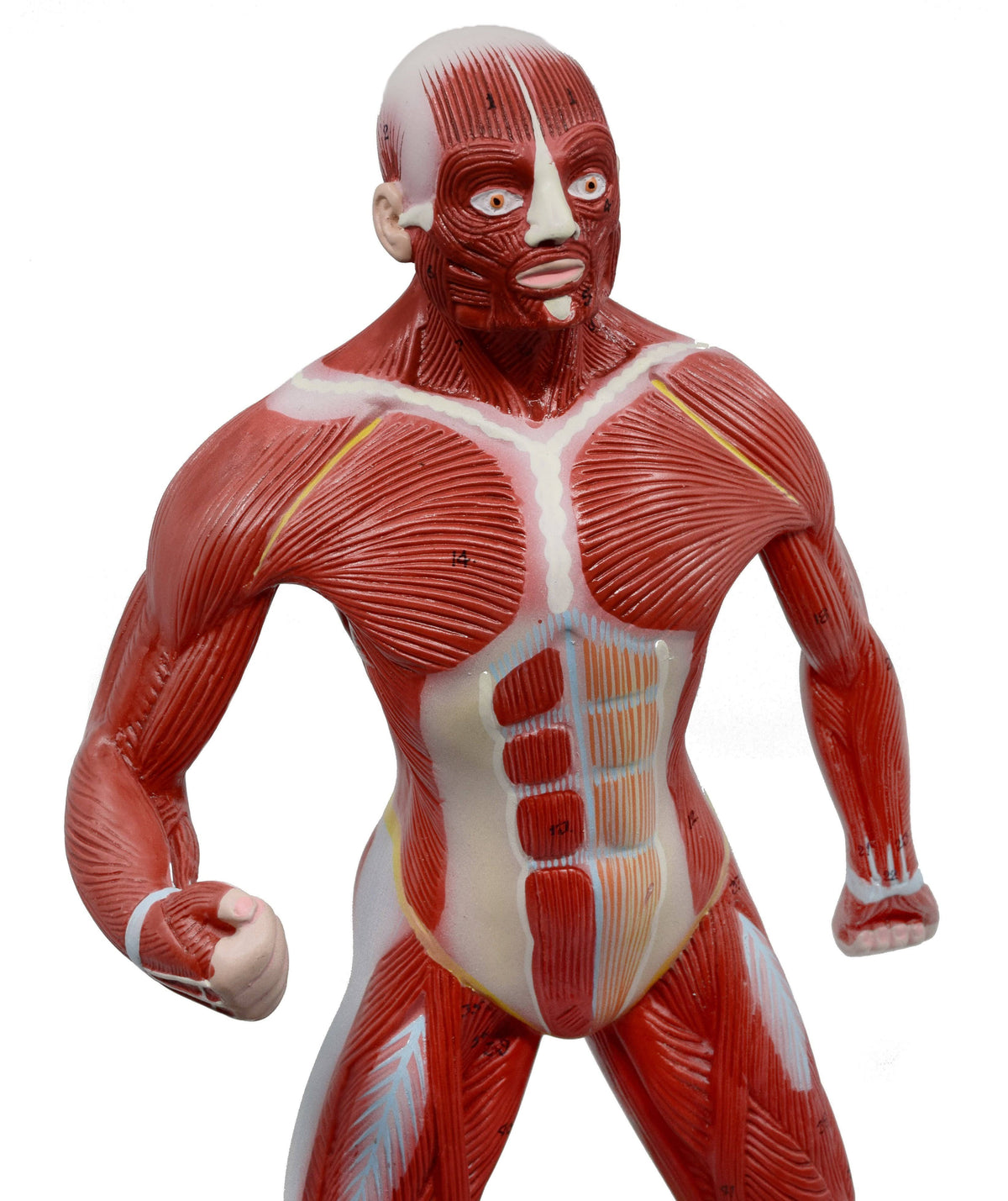 Human Muscular Body Anatomical Model, 1/4 Life size, Approx. 18x22 Tall K465