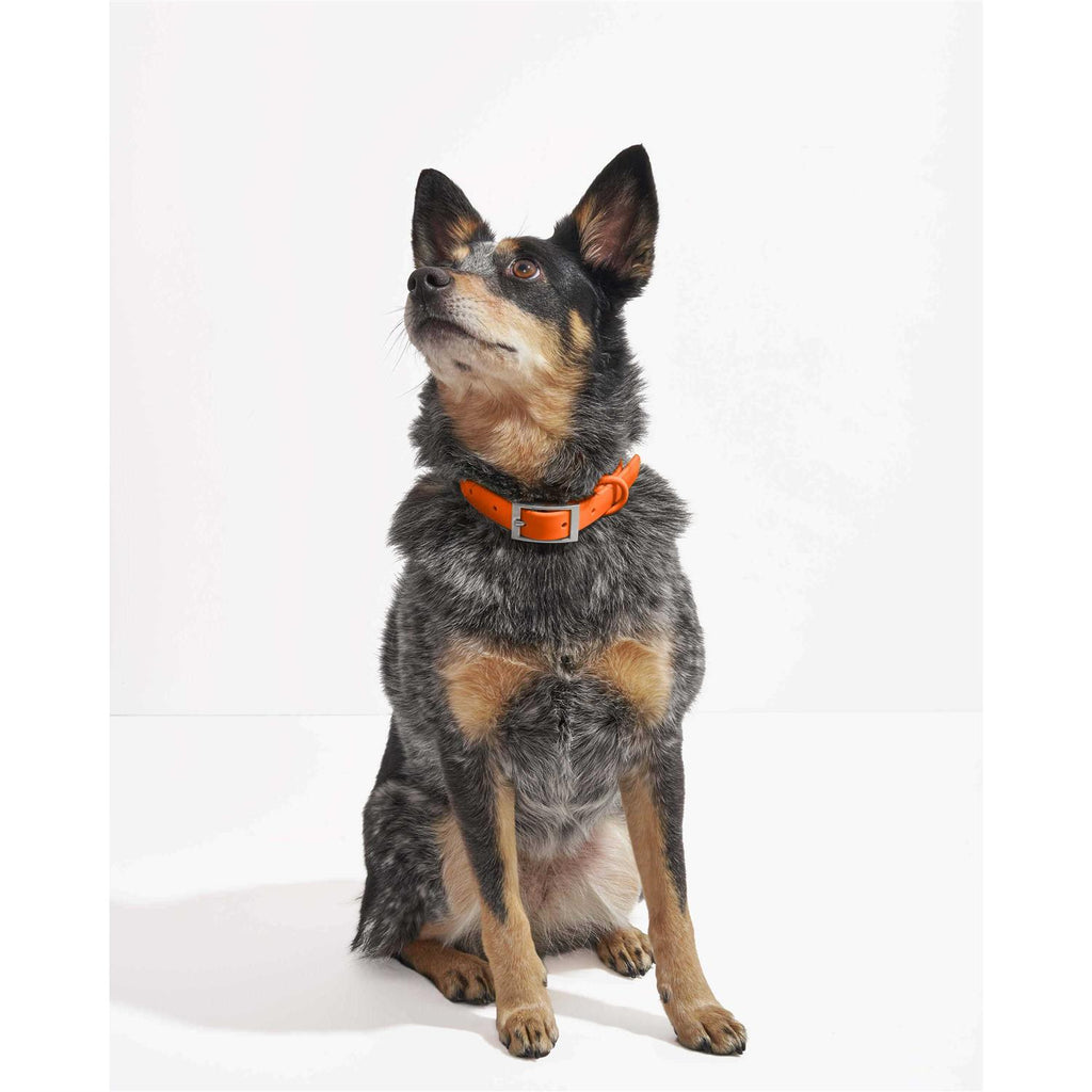 Dog Collar A528