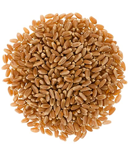 25 LBS Hard Red Spring Wheat Berries R15542