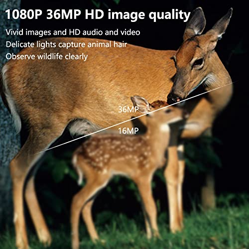 36MP 1080P Mini Trail Camera 2 Pack with 32GB Card N891