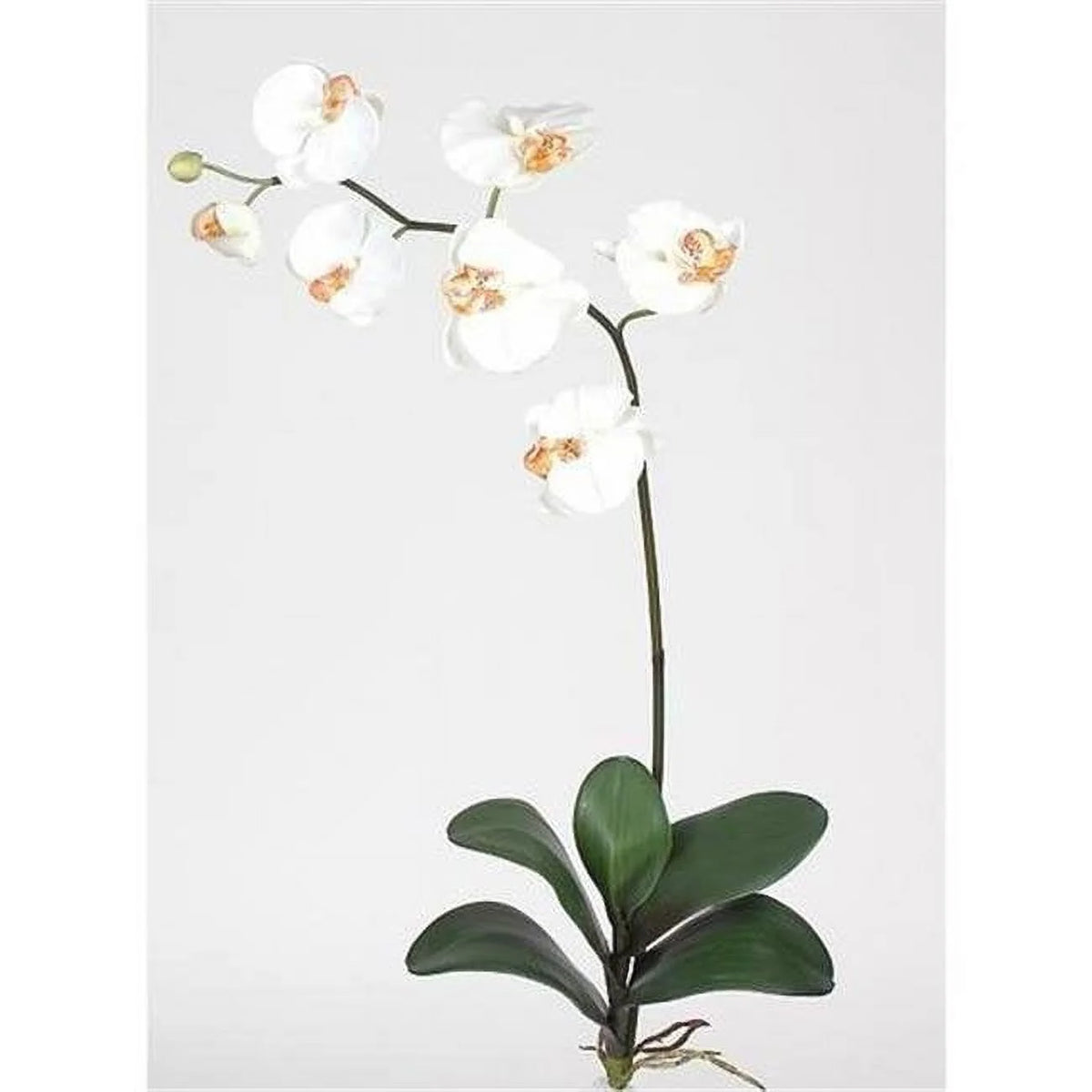 Cream Silk Orchid Flower with Leaves 6 Stems K640
