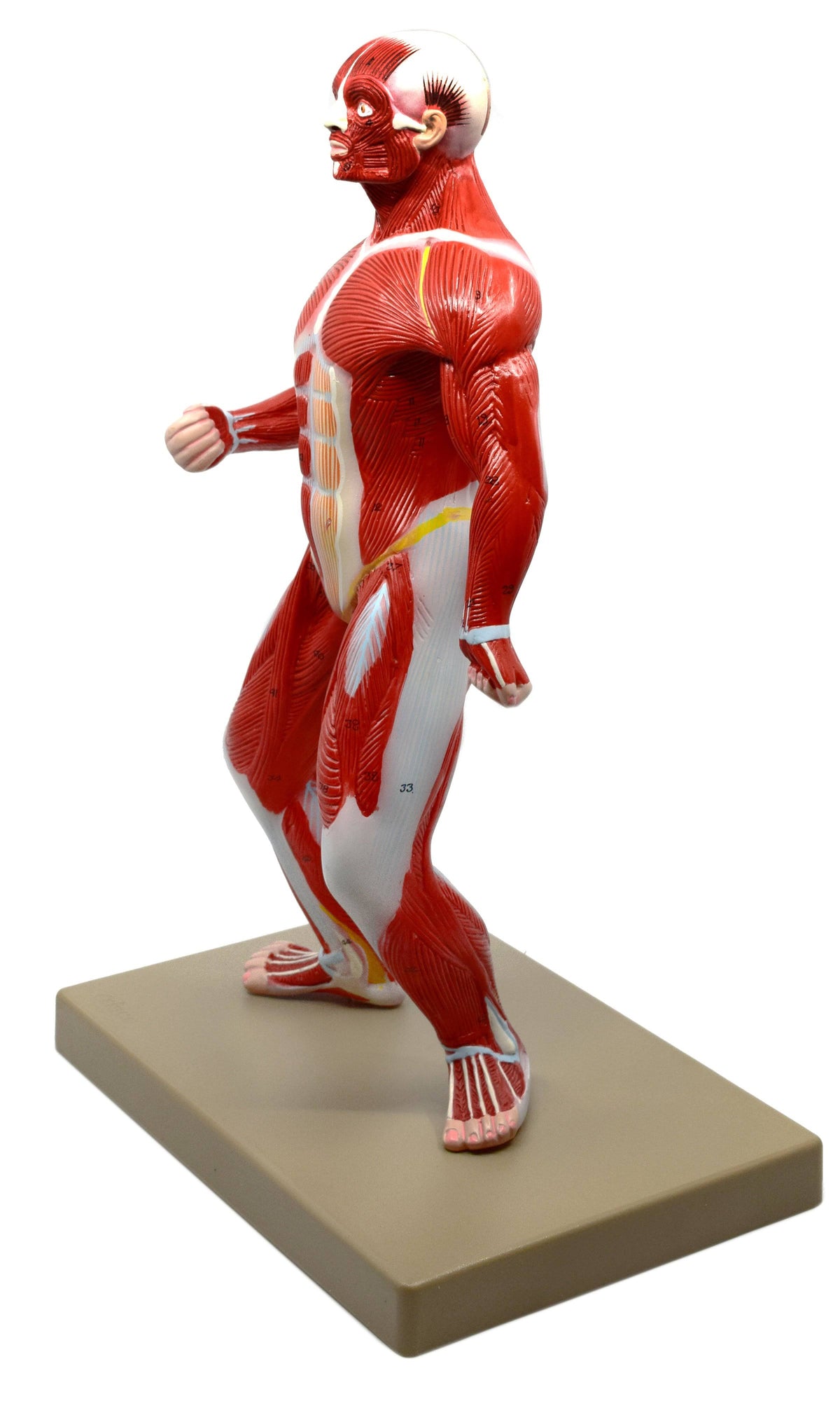 Human Muscular Body Anatomical Model, 1/4 Life size, Approx. 18x22 Tall K465