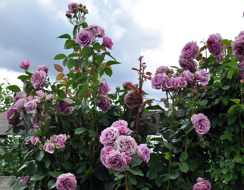 Climbing Rose Bush Bare Root Q43266