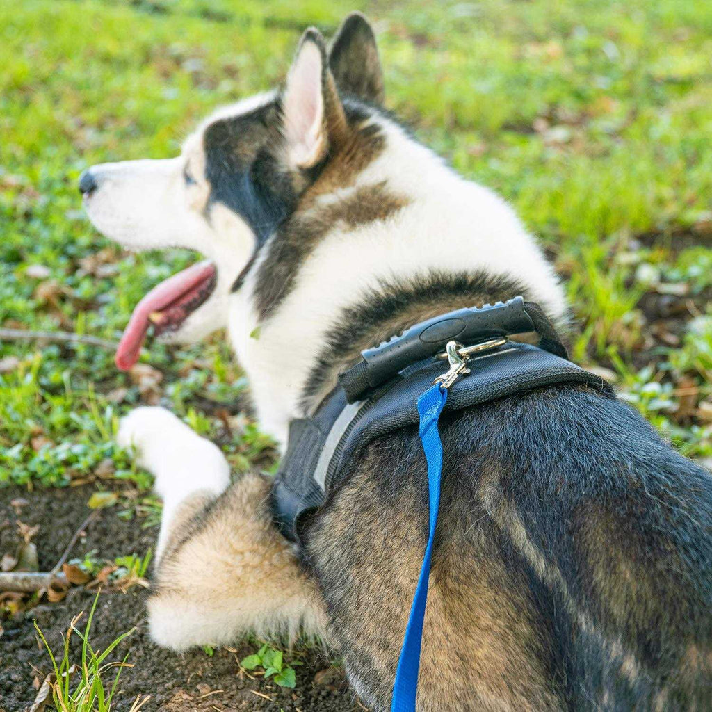 Dog Training Leash S351