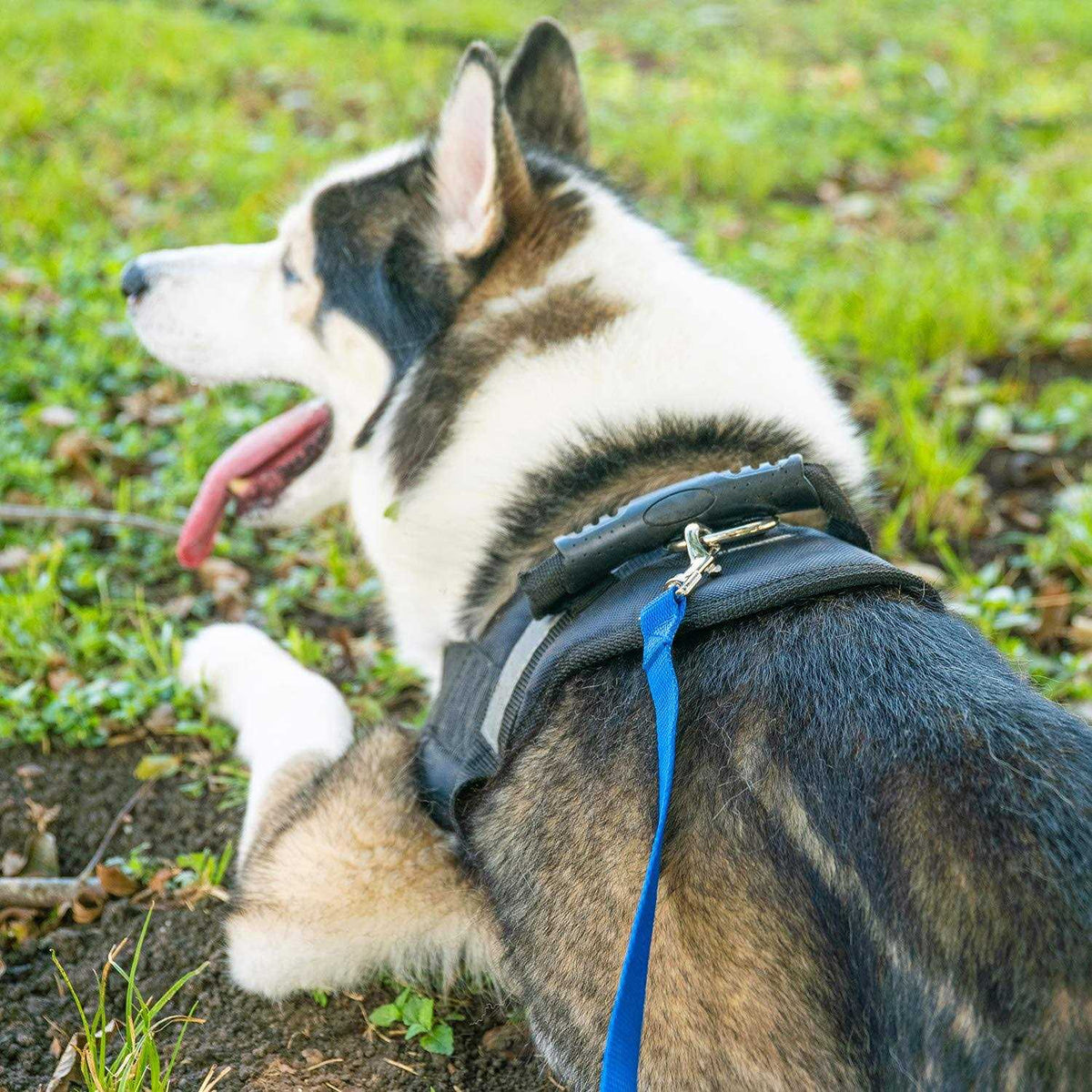 Dog Training Leash S351
