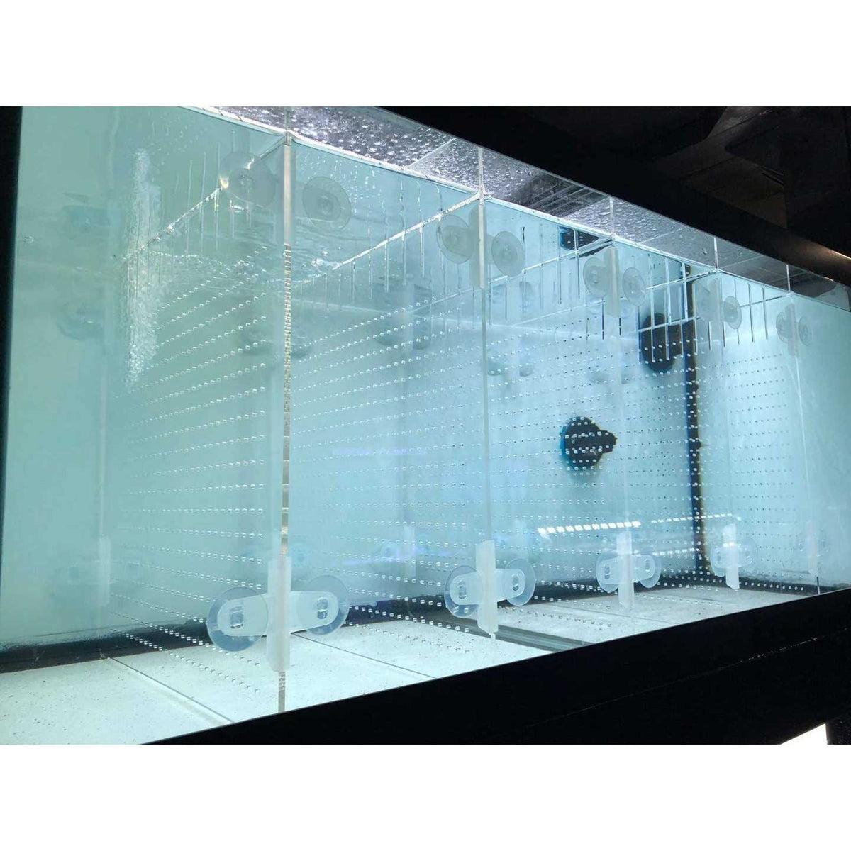 Acrylic Aquarium Divider Kit with Suction Cups B434715